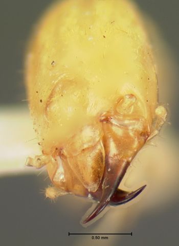 Media type: image;   Entomology 6491 Aspect: head frontal view